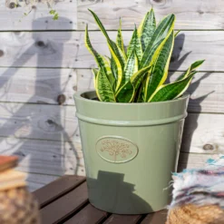 Country Living Heritage Sage Cone Pot - 21cm 11 Country Living Heritage Sage Cone Pot - 21cm -Deals A Sunlit Garden Store 13188766 1704933183287279