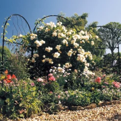 Agriframes Round Garden Screen - W 1.2m X H 2.9m - Black -Deals A Sunlit Garden Store 13526229 8094935041228670