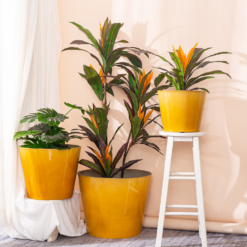 Glazed Finish Planter Mustard 40cm -Deals A Sunlit Garden Store 13928632 1075001956273763