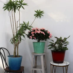 Glazed Finish Planter Mustard 40cm -Deals A Sunlit Garden Store 13928632 3495001956393211