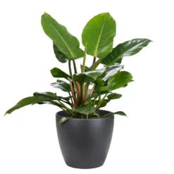 Scheurich Black Indoor Pot - 28cm 5 Scheurich Black Indoor Pot - 28cm -Deals A Sunlit Garden Store 13953251 2024987120017795