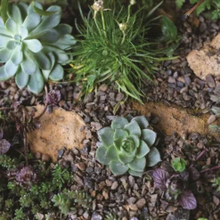 Stylish Stone Horticultural Potting Grit Midi Bag -Deals A Sunlit Garden Store 13996142 1375013107315415